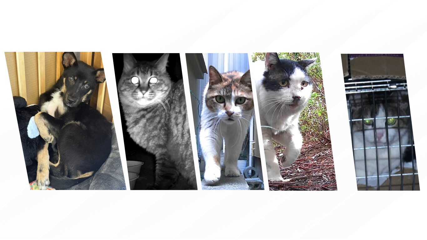 ペット捜索解決事例