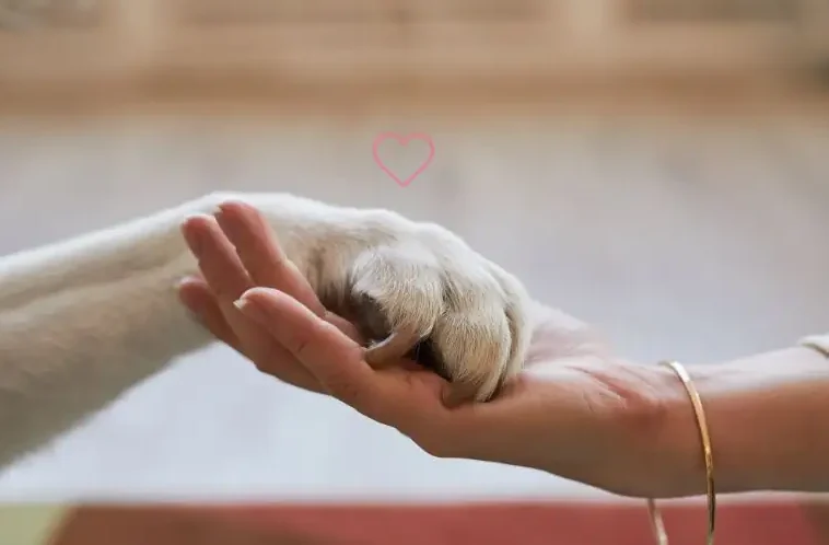 本当のペット捜索の"プロ”だから