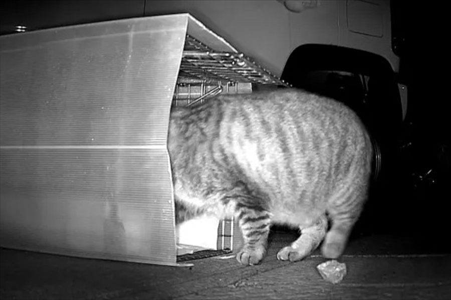 捕獲機による保護